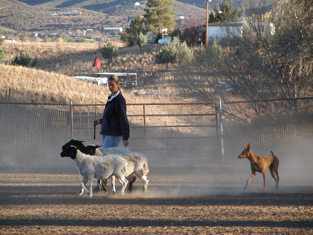 RoryHerding2