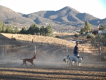 RoryHerding3