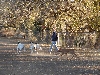 RoryHerding1