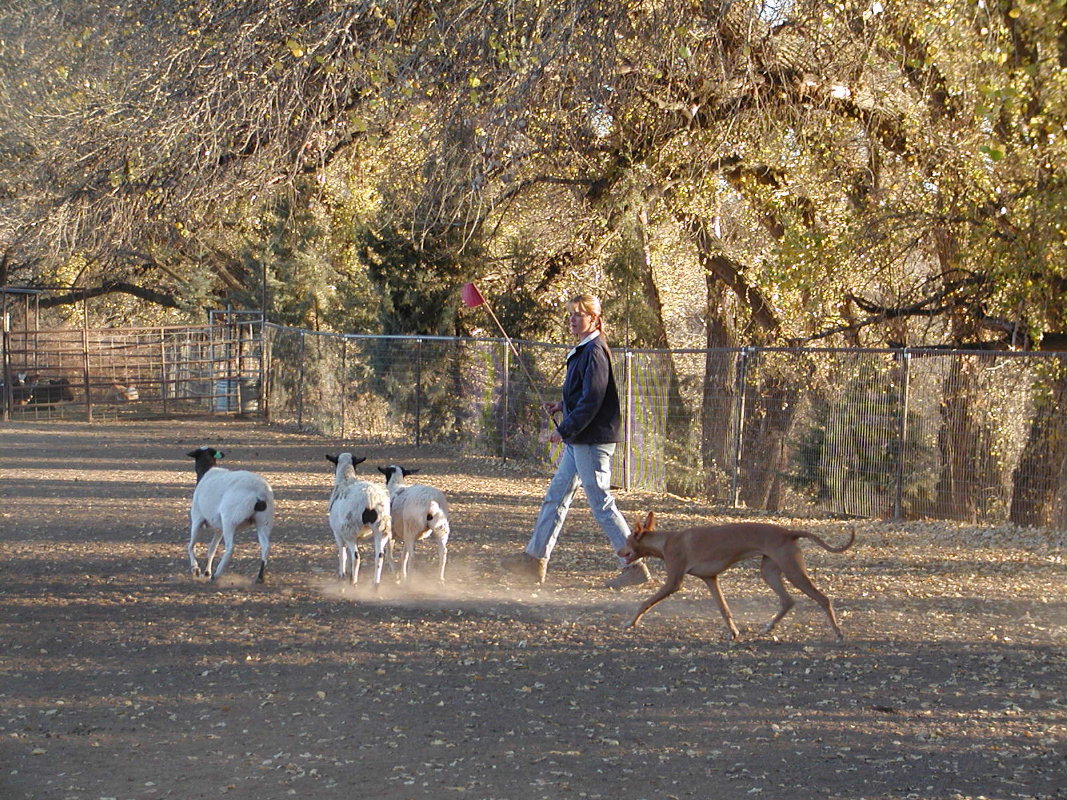 RoryHerding1