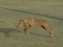 Rory's first coursing