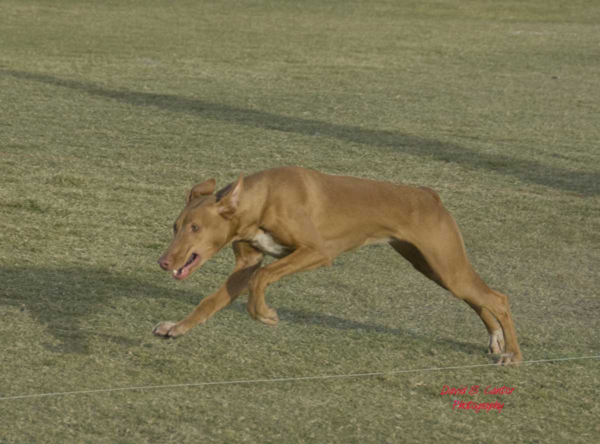 Rory's first coursing