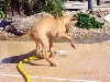 Rory with hose (2)