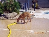 Rory with hose (1)