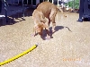 Rory with hose (3)