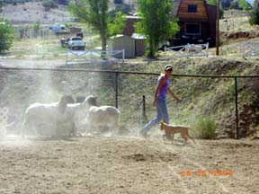 Rory Herding