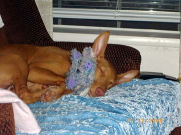 Rory sleeping comfy