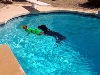 Rory & Legend in pool