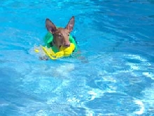 Rory swimming