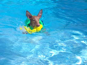 Rory swimming