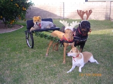 Xmas with antlers
