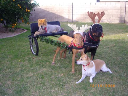 Xmas with antlers