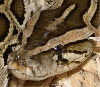 Dwarf Female 3