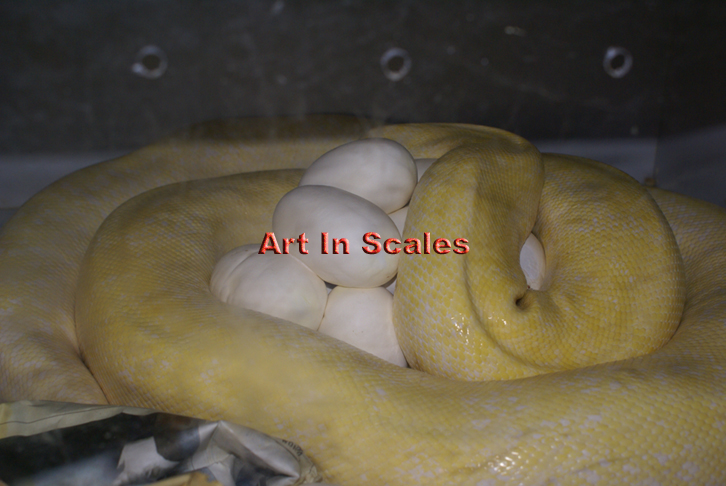 Albino Granite & Eggs