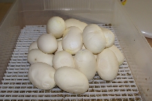 Albino Granite & WC Dwarf Eggs