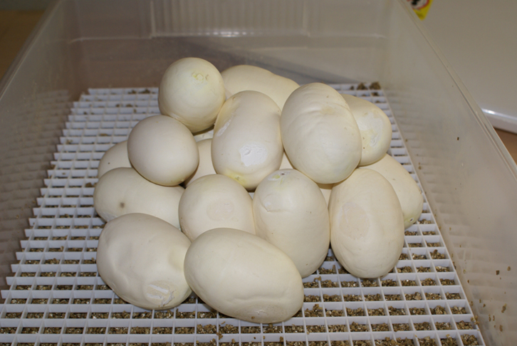 Albino Granite & WC Dwarf Eggs
