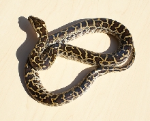 Female HD Burm