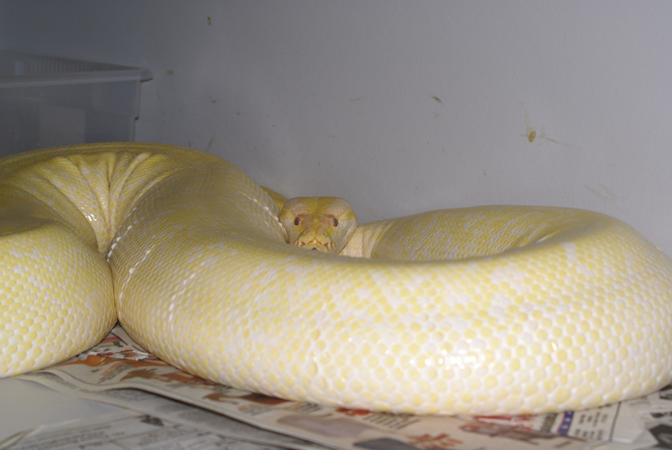 Albino Granite Burmese