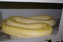 Albino Granite Burmese 2