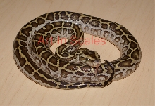 Het Lucy Burm4