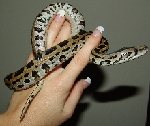 Leopard Burm Baby2