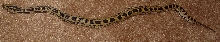 Leopard Burm - Baby Top View