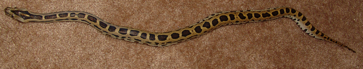 Leopard Burm - Baby Top View