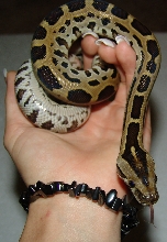 Leopard Burm Baby