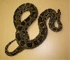Male Leopard Burm