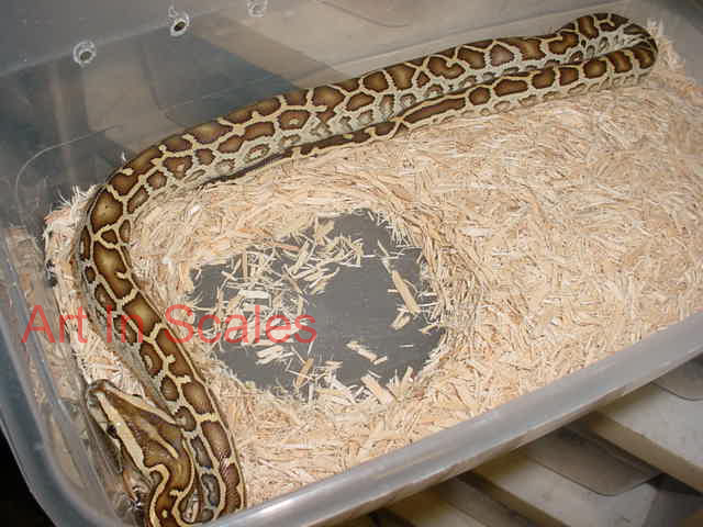Het Leucistic Female