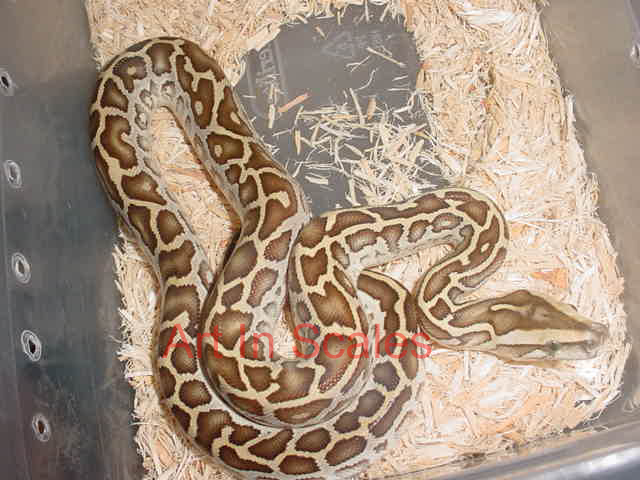 Het Leucistic Male