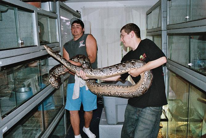 Rob and Ryan (me) manhandling a huge retic