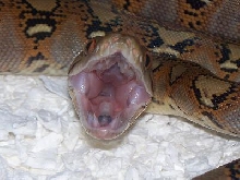 Retic Mouth Study