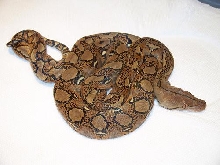 More NERD Het. Albino Pictures.
