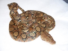 More NERD Het. Albino Pictures.