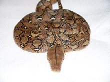 More NERD Het. Albino Pictures.