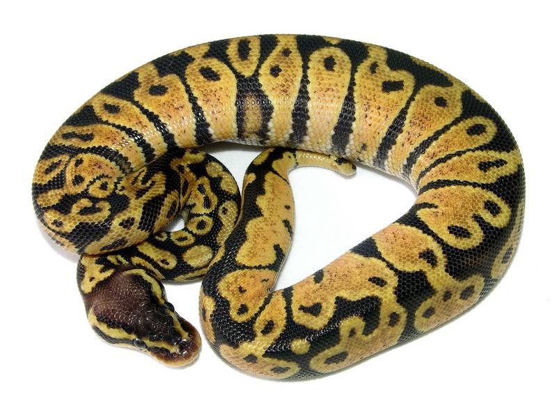 My NERD Lemon Jungle Pastel