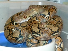 My NERD Het Albino