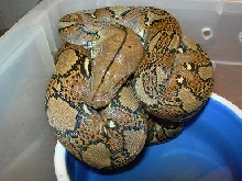 My NERD Het Albino