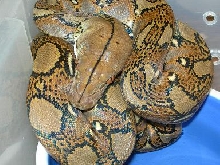 My NERD Het Albino