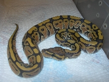 Orange Ghost BP, NERD line