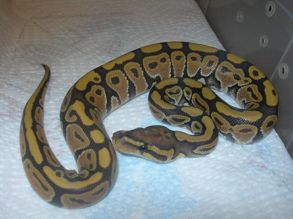 Orange Ghost BP, NERD line