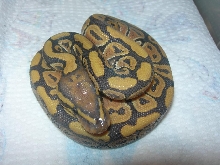 Orange Ghost BP