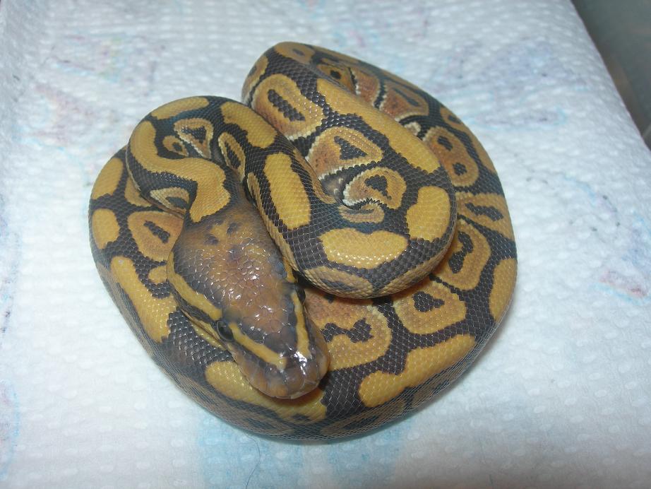 Orange Ghost BP