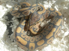 Ghost in Shed