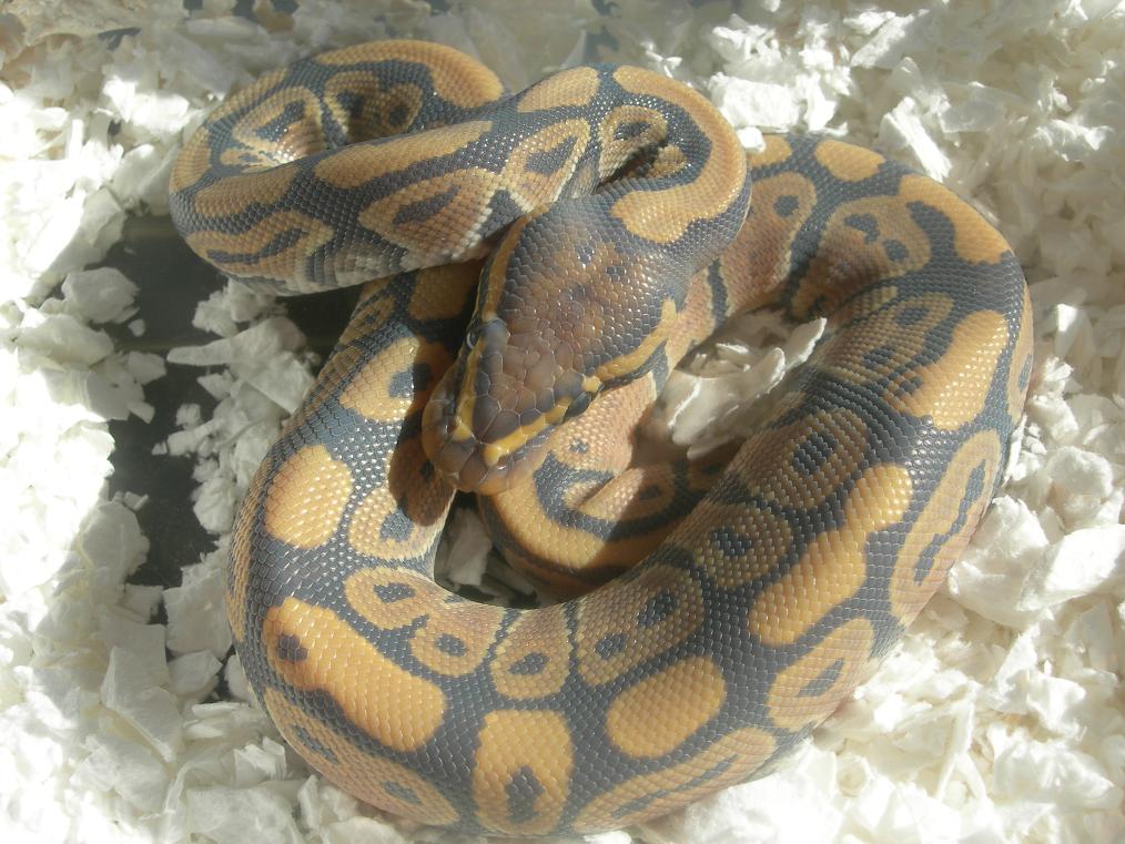 Ghost in Shed