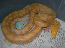 Lavender Albino Retic