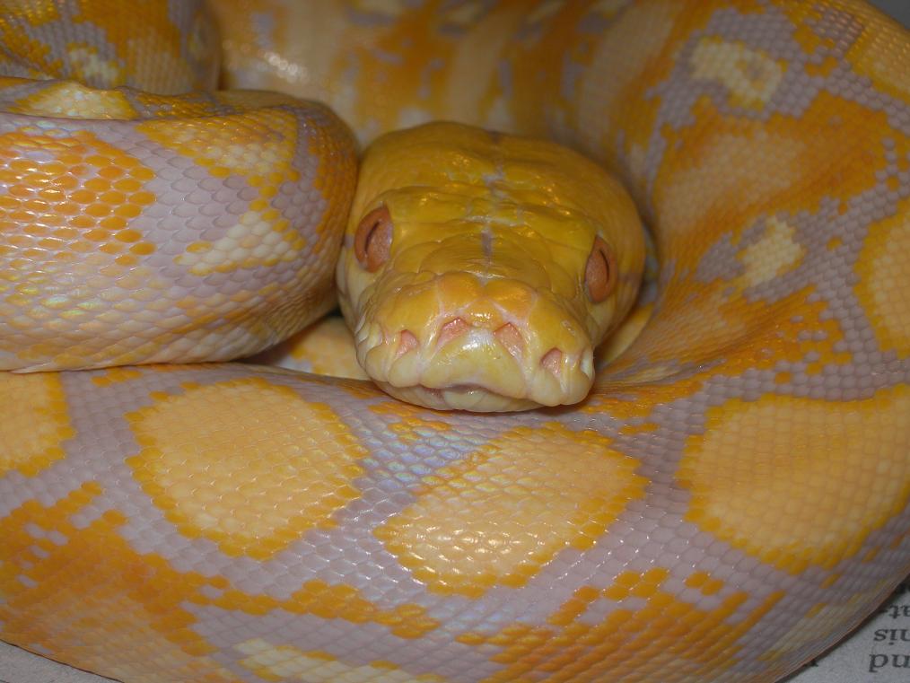 Lavender Albino Up Close
