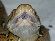 Het. Albino Mouth Shot