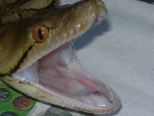 Het. Albino Mouth Shot 2